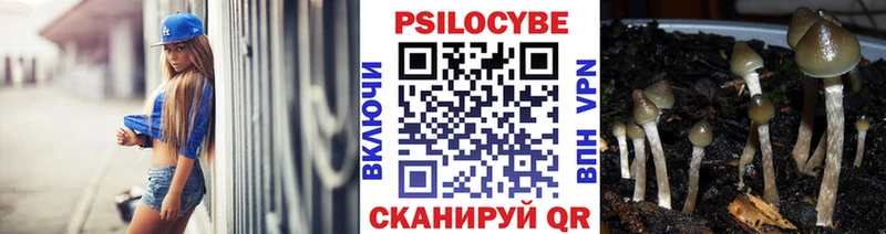 Купить где  Тара  Галлюциногенные грибы Psilocybe 